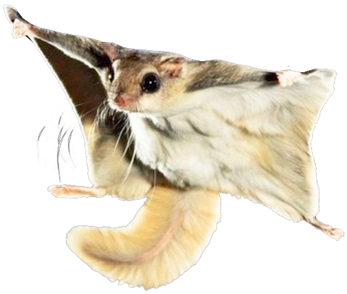 Gentil polatouche